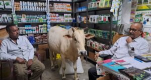 Affection of the Voiceless : बिना बुलाए आना, बिना खाए न जाना: सूरजपुर में इस बेजुबान के अनूठे अपनत्व ने जीता दिल