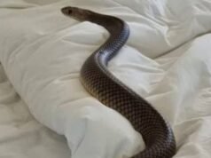 Cobra in the girls’ hostel : हॉस्टल मे घुसा नाग, सो रहीं 6 छात्राओं को डसा, 3 की इलाज के दौरान मौत