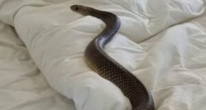 Cobra in the girls’ hostel : हॉस्टल मे घुसा नाग, सो रहीं 6 छात्राओं को डसा, 3 की इलाज के दौरान मौत