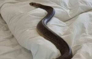 Cobra in the girls’ hostel : हॉस्टल मे घुसा नाग, सो रहीं 6 छात्राओं को डसा, 3 की इलाज के दौरान मौत