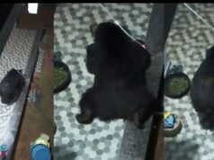 CG Wildlife News : घर में घुसे भालू ने पहले भोजन तलाशा, फिर करने लगा आराम, दुबका रहा पूरा परिवार