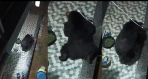 CG Wildlife News : घर में घुसे भालू ने पहले भोजन तलाशा, फिर करने लगा आराम, दुबका रहा पूरा परिवार