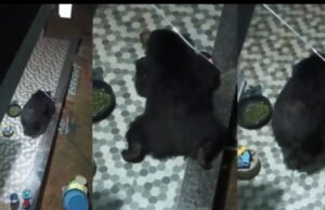 CG Wildlife News : घर में घुसे भालू ने पहले भोजन तलाशा, फिर करने लगा आराम, दुबका रहा पूरा परिवार