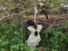 Given birth and hanged herself: बच्चे को जन्म देने के चार दिन बाद महिला ने लगाई फांसी, आत्महत्या की वजह साफ नहीं