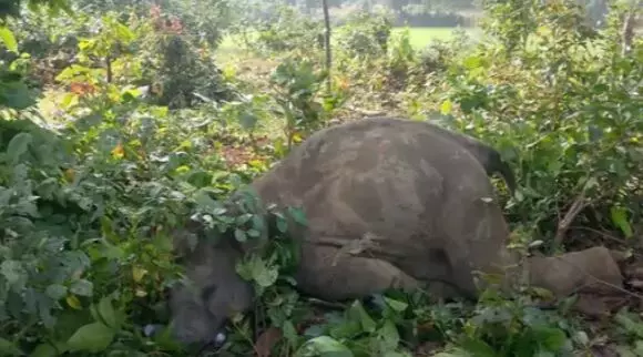 40788-udaipur-elephant-calf-death-electric-shock-surguja.webp