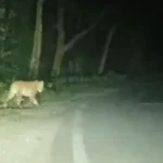 Dhamtari-Leopard-Attack-Sitanadi-Sanctuary-Wildlife.webp